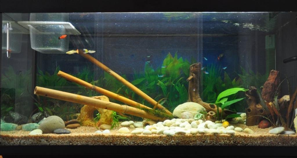 Photo de l'aquarium 1132