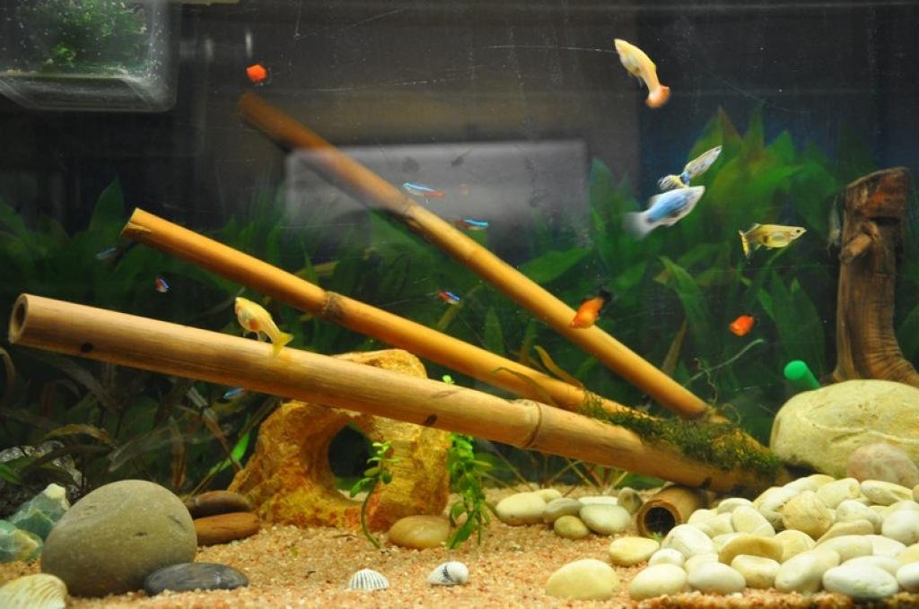 Photo de l'aquarium 1132