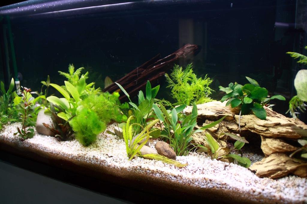 Photo de l'aquarium 1256