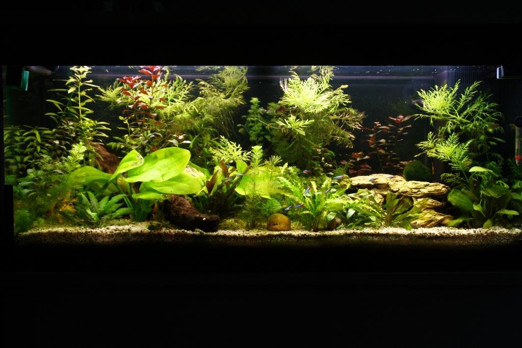 Photo de l'aquarium 1256