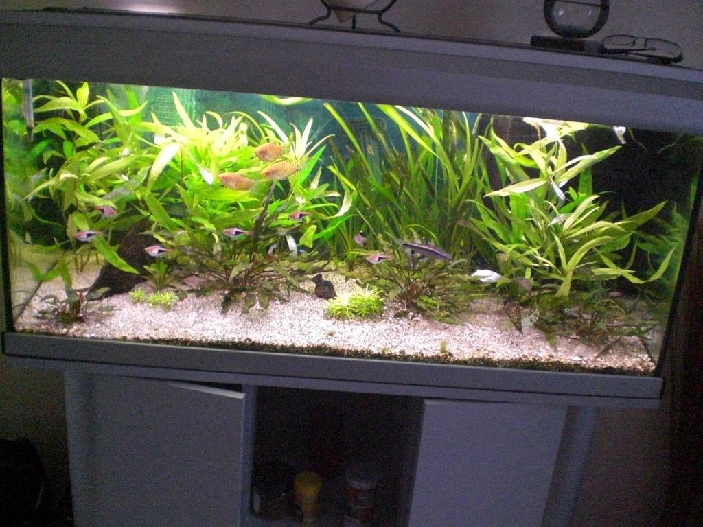 Photo de l'aquarium 276