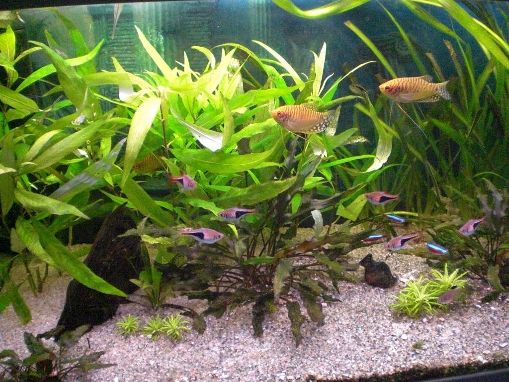 Photo de l'aquarium 276