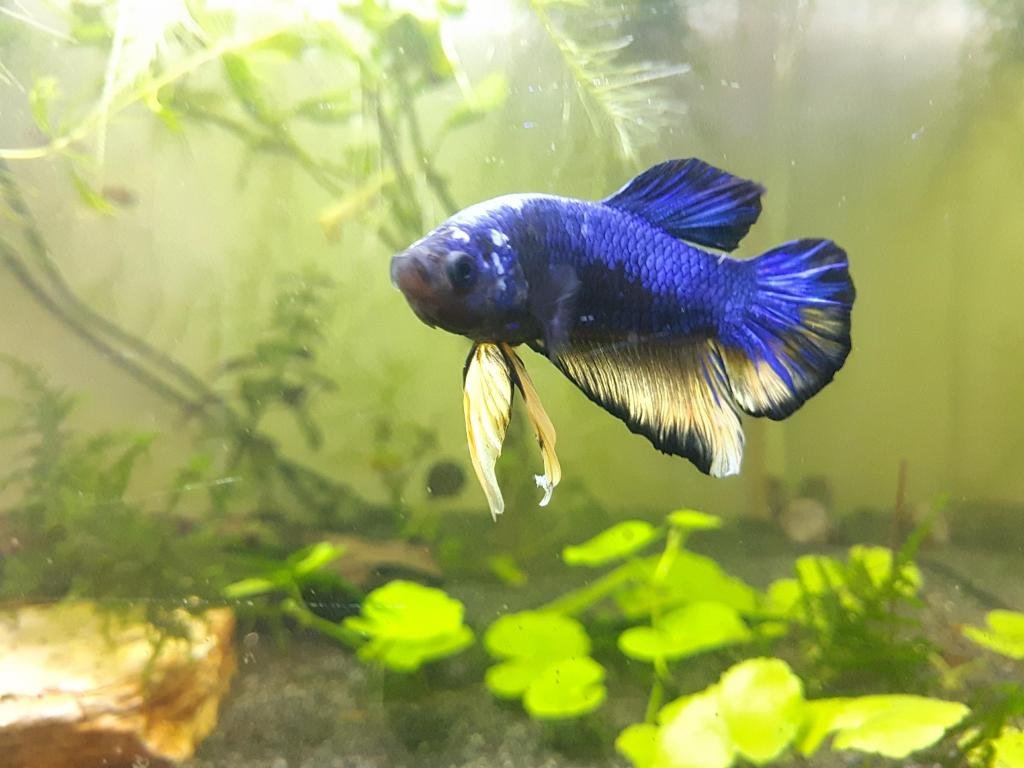 Nanoscaper 55 de Keyserkey