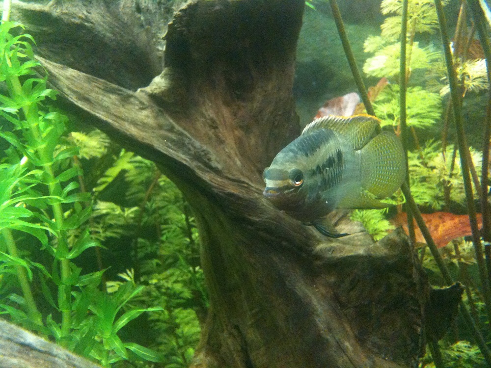 Photo de l'aquarium 339