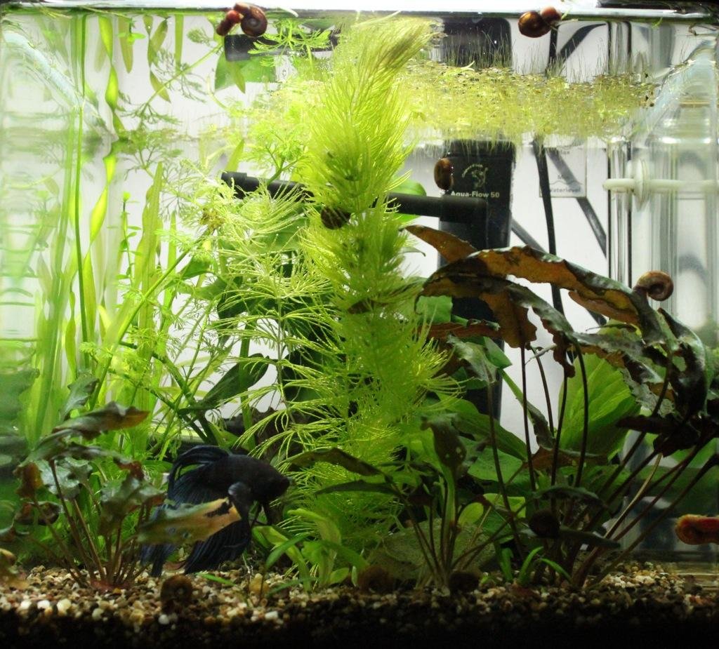 nano betta de naja75