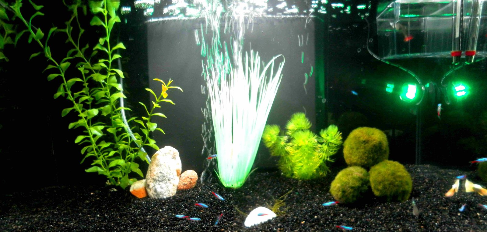 Mon aquarium de julou59