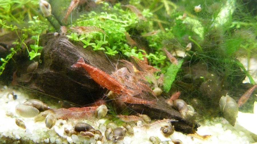 Photo de l'aquarium 599