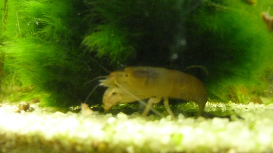 Photo de l'aquarium 599