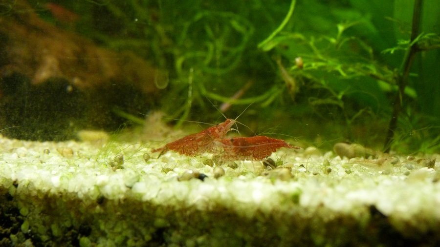 Photo de l'aquarium 599