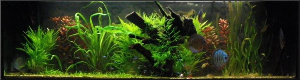 Amazonian de XAVIER10