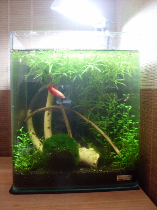 Aquarium 20L de Aquaur21