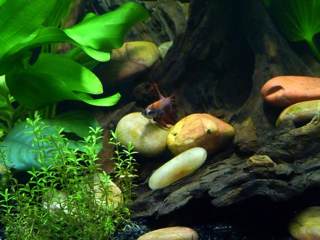 25L Betta de RR*