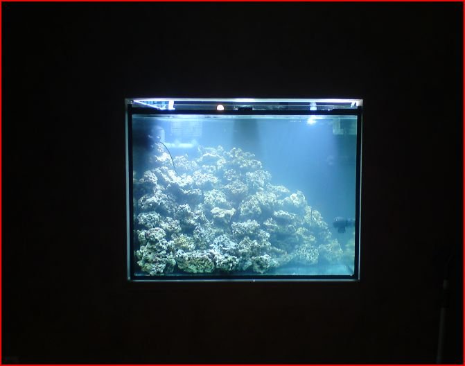 Photo de l'aquarium 91