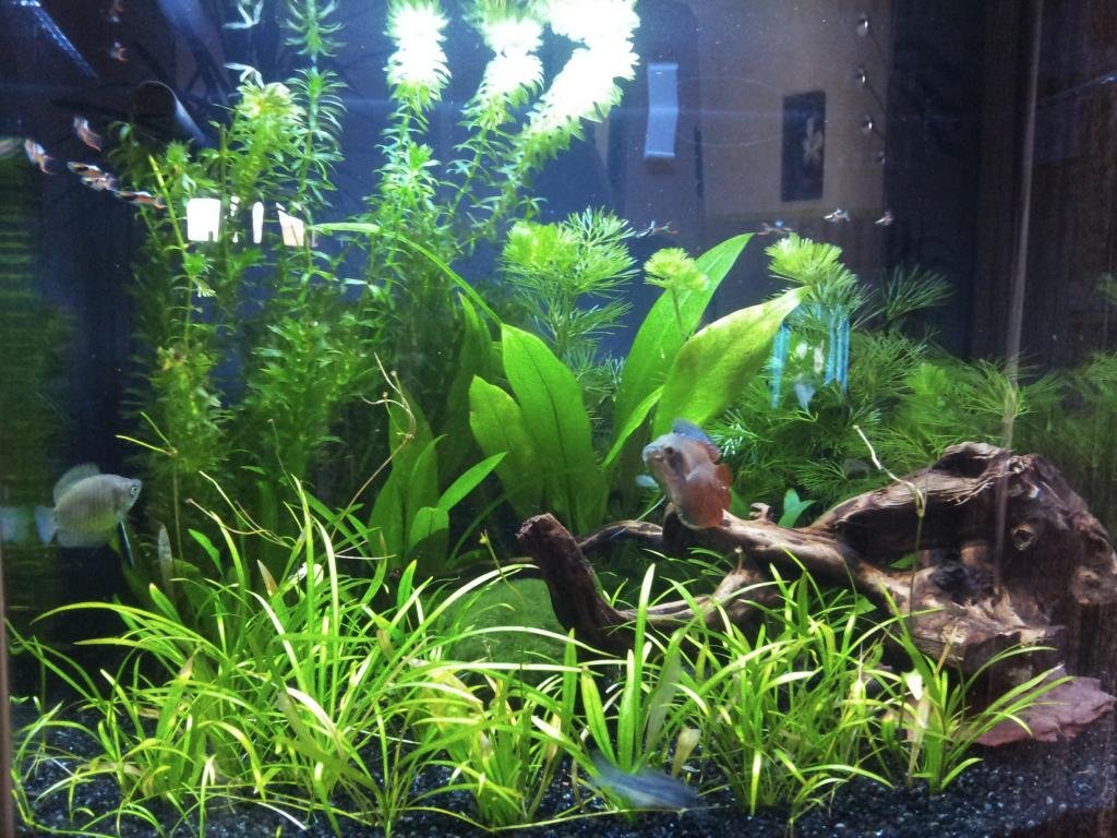 Sera Nano Cube 60 de Mick59320
