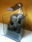 paludarium 10L de nowak04