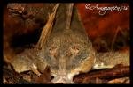 Nature morte de Amazoniensis