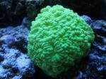 Reef  de Gigzdu49