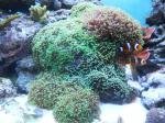 Reef  de Gigzdu49
