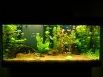 Aquatlantis Ambiance 101 de gummi