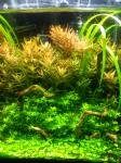 nano 10litre de nowak04