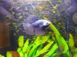 Nano cube 30L Betta de Adri'