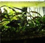 nano betta de naja75