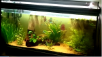 amazonien de thibault2604