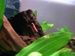 25L Betta de RR*