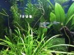 Sera Nano Cube 60 de Mick59320