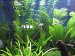 Sera Nano Cube 60 de Mick59320