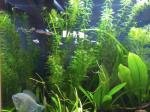 Sera Nano Cube 60 de Mick59320