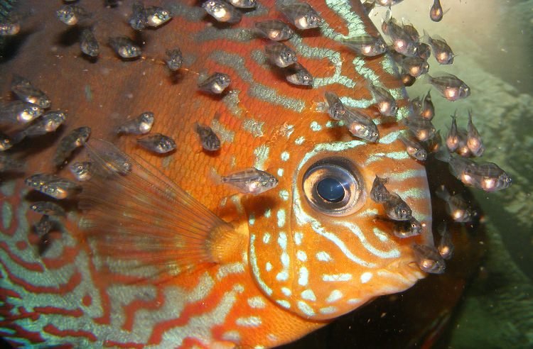 Ponte de Discus sauvages