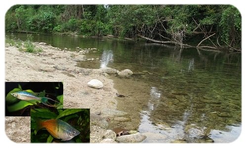 Ecosyst�me biotope