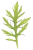 http://www.aquariophilie.org/plantes/images/plante.png