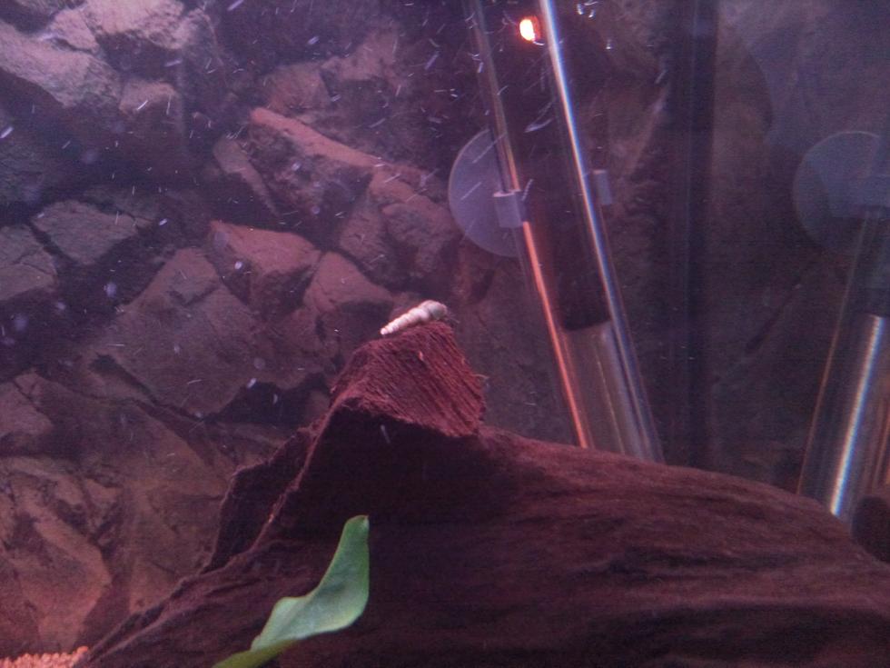 Photo de l'aquarium 109
