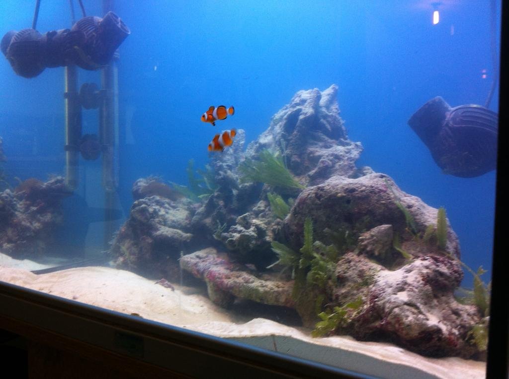 Photo de l'aquarium 1117