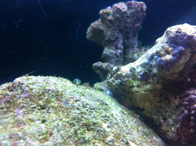 Photo de l'aquarium 1117