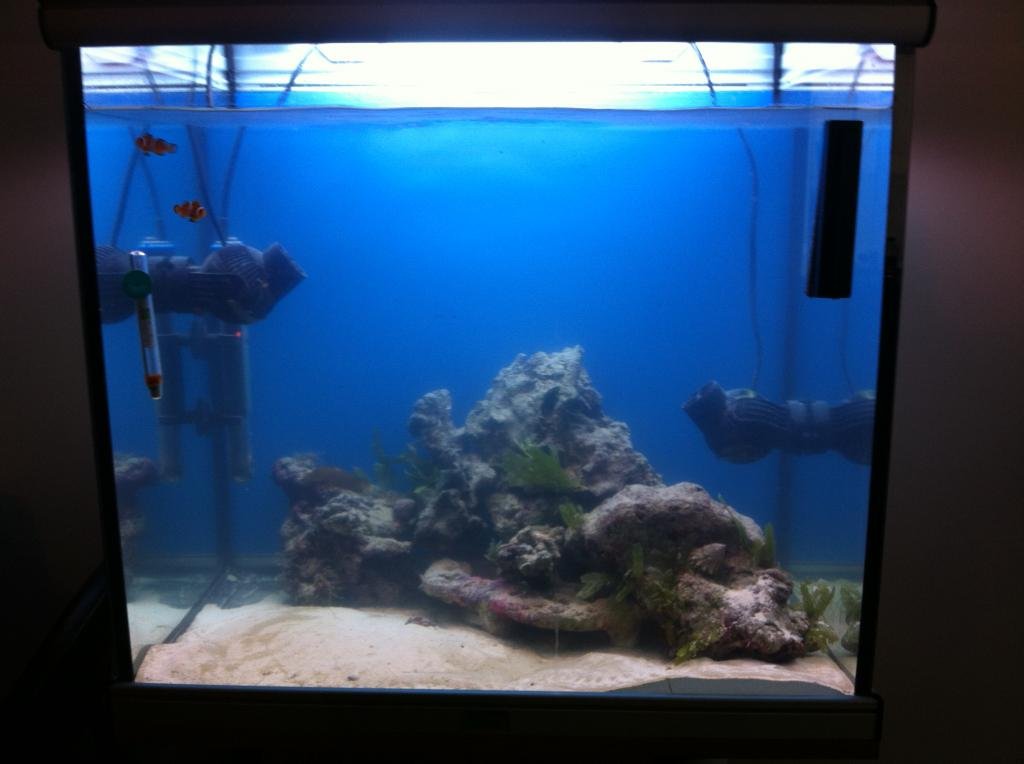 Photo de l'aquarium 1117