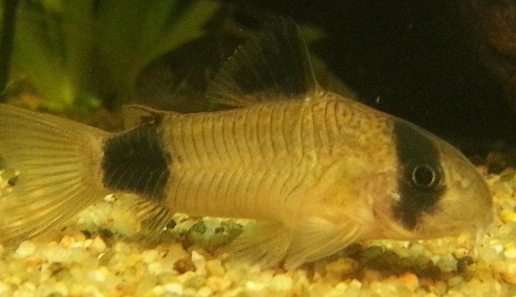 Photo de l'aquarium 1166