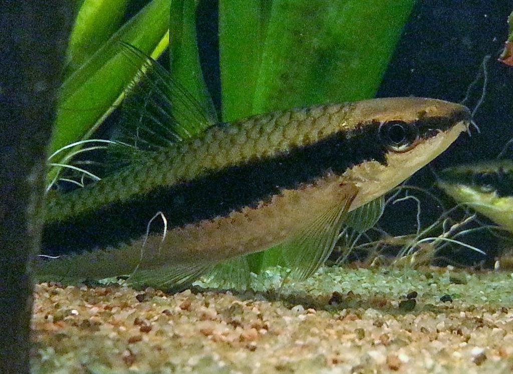 Photo de l'aquarium 1166