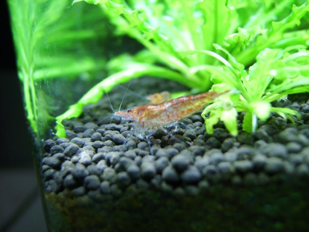 Photo de l'aquarium 1281