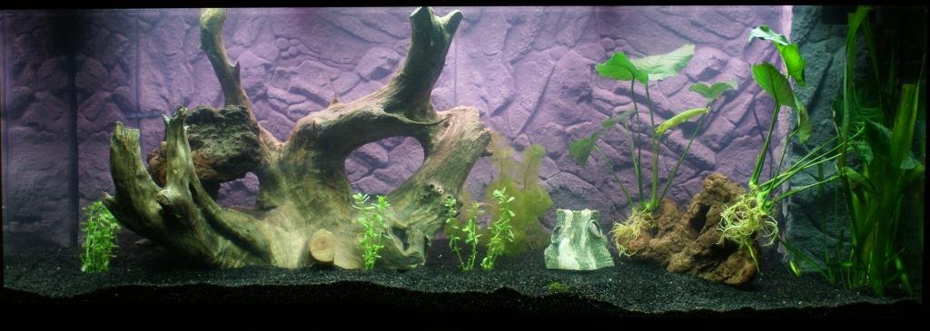 aquarium JUWEL RIO 400 de behemoth
