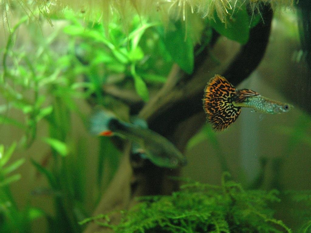 Nano aquarium 20L zolux de Robin59