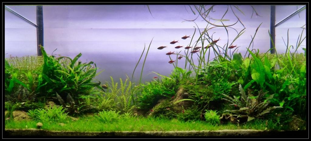 Photo de l'aquarium 1554