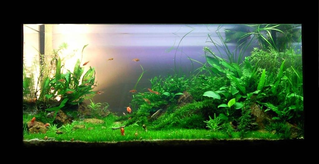 Photo de l'aquarium 1554