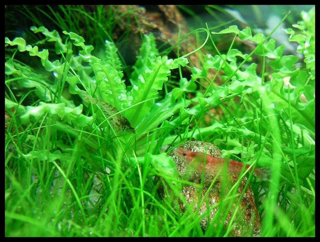 Photo de l'aquarium 1554