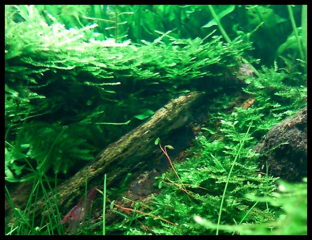 Photo de l'aquarium 1554