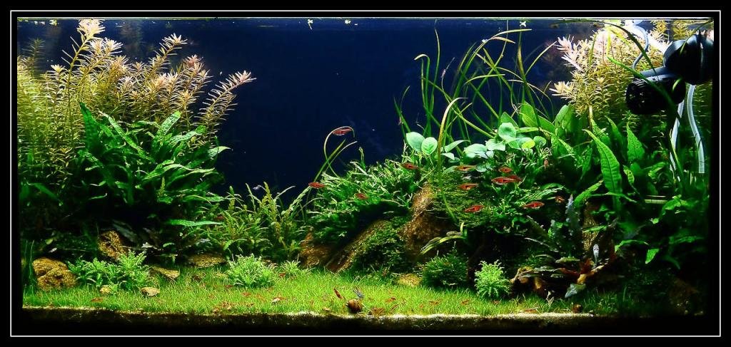 Photo de l'aquarium 1554
