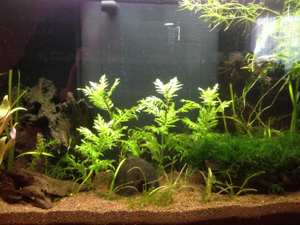 Photo de l'aquarium 1575