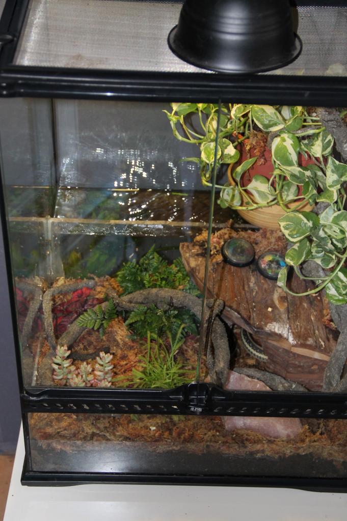 Vivarium de gadom